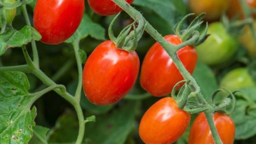 Keeping Tabs on Fresh Tomato Imports From Mexico
