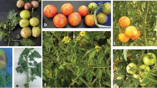Greenhouse Tomato Growers Monitoring New Potential Virus Threat