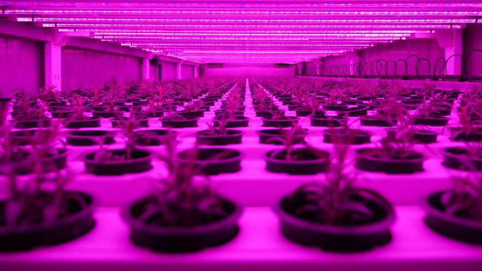 Urban Crop Solutions