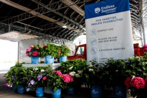 Endless Summer Shines On