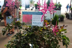 One of many new 2020 varieties 