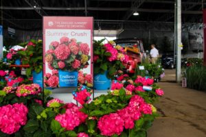 Endless Summer Summer Crush 