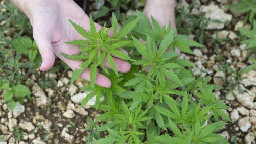 Get Up to Speed on Hemp Genetics, Pollination, and More