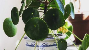 3 Ways to Use Social Media for Better Plant Education