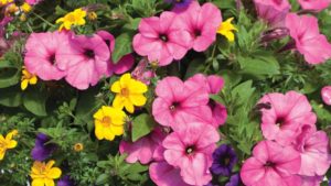 Top Plant Combos and Mixes for 2019 and Beyond
