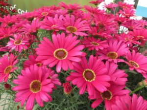 Argyranthemum Grandaisy Dark Pink (Suntory Flowers)