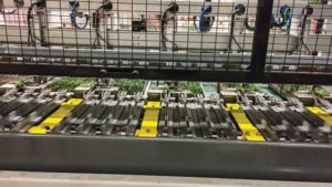 Growers Break Down Benefits, Return on Investment for Cuttings Transplanters