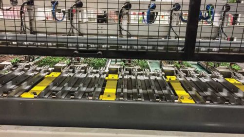 Growers Break Down Benefits, Return on Investment for Cuttings Transplanters