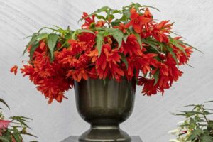 Begonia Funky Orange (Benary)