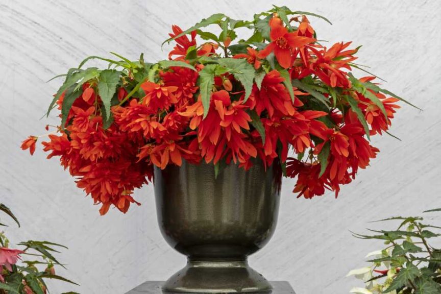 Begonia Funky Orange (Benary)