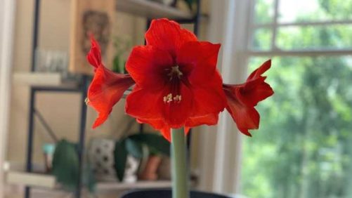 Why Bloomaker is Bringing Its Bulb Production In House