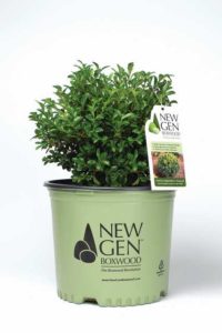 Buxus NewGen Independence (Saunders Brothers)