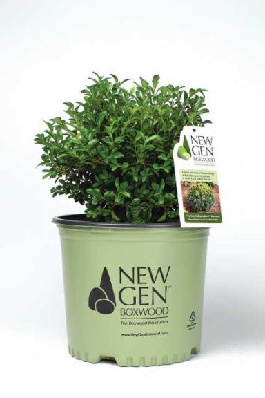 Buxus NewGen Independence (Saunders Brothers)
