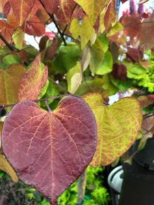 Cercis canadensis ‘Flame Thrower’ (Star Roses & Plants)