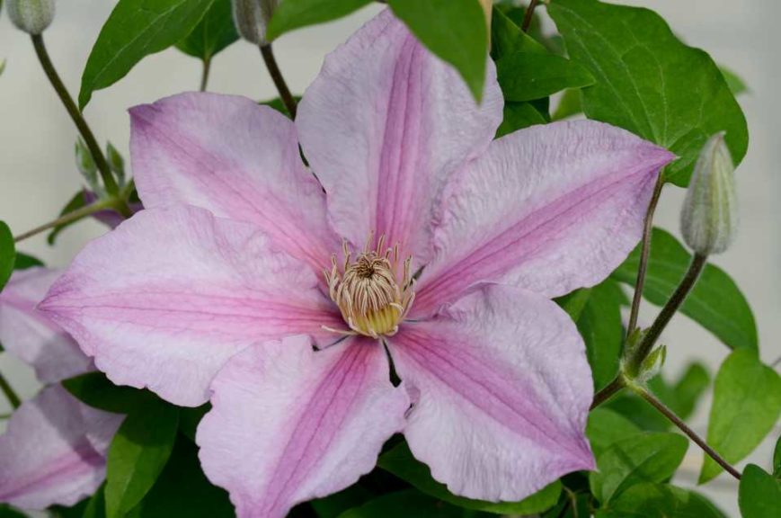 Clematis Sally Evipo (Donahues Clematis Specialists)