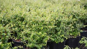 Bailey Launches Production E-Learning Series for Plant Growers