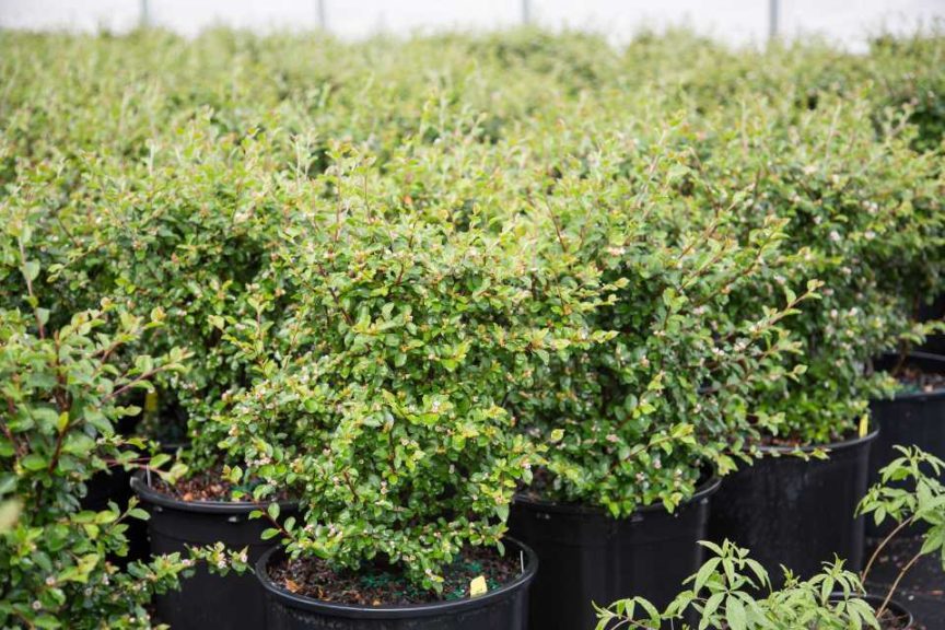 Cotoneaster First Editions Autumn Inferno (Bailey)