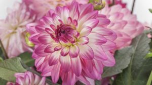 Canada Blooms is Sincere About its 2020 Flower of the Year