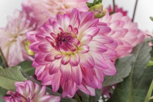 2019 Editor’s Choice Winner: Dahlia ‘Sincerity’ (Syngenta Flowers)