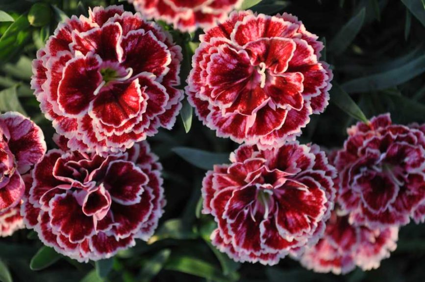 Dianthus Constant Beauty Crush Series (Green Fuse Botanicals)