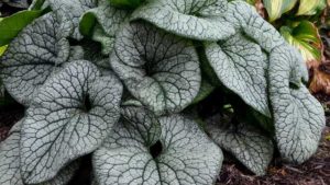 Seven Plant Varieties Selected as Fan Favorites at Farwest 2019