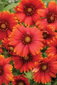 Gaillardia Heat It Up Scarlet (Proven Winners Annuals)