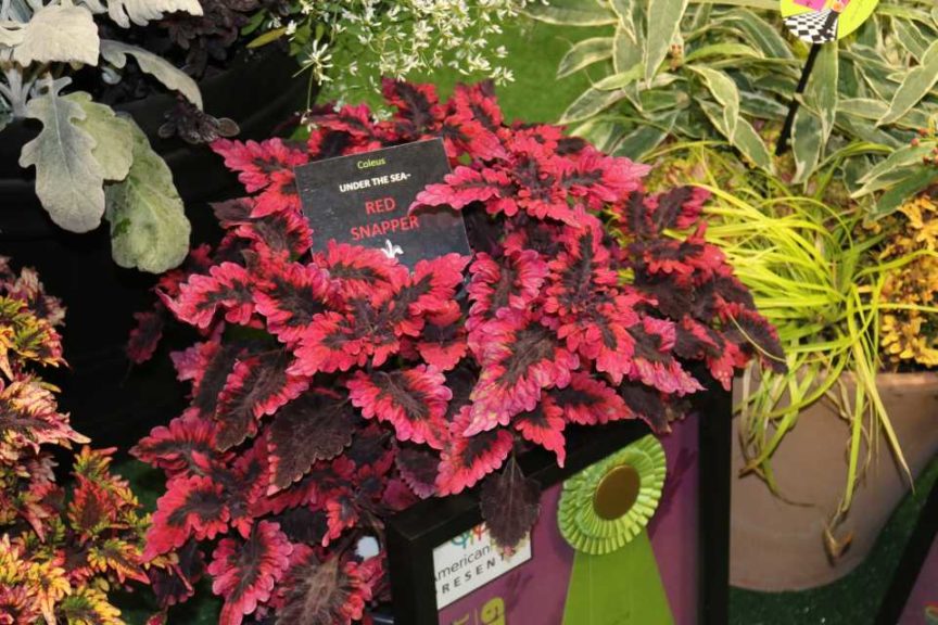 Coleus 'Under the Sea Red Snapper' (Hort Couture)