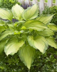 Hosta Dancing Darling (Emerald Coast Growers)