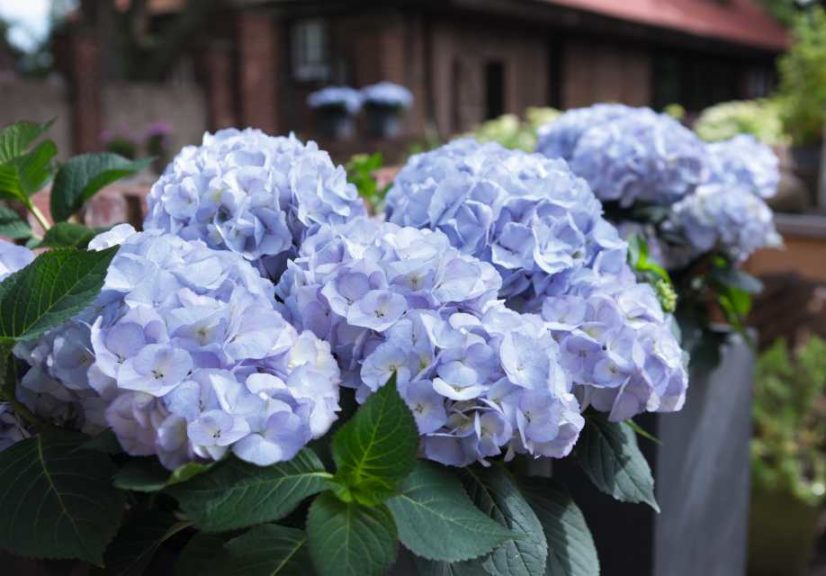 Hydrangea Kanmara Blue (Ball Ingenuity)