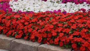 Beacon Impatiens Sales Benefit Lung Disease Treatment