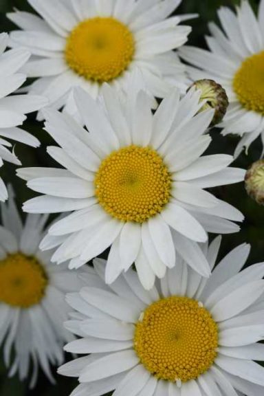 Leucanthemum Madonna (Kieft Seed)
