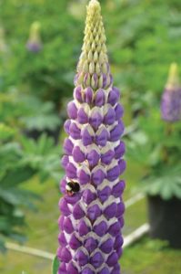 Lupinus Blacksmith (Must Have Perennials)