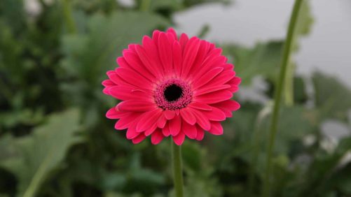 Top 100 Grower Rebrands with New Name and Vision