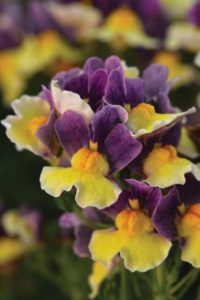Nemesia Escential Blueberry Custard (Westhoff)