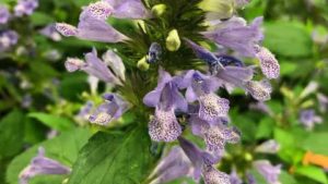 Grower-Retailers Pick Their Favorites From Farwest 2019