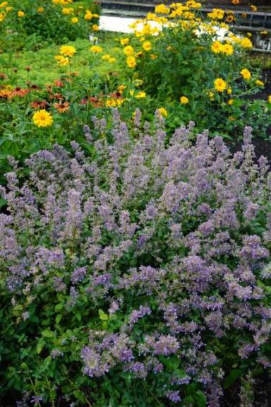 Nepeta Summer Magic (Plants Nouveau)