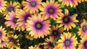 Plan Ahead for Your Next Season With These New Plant Varieties for 2020