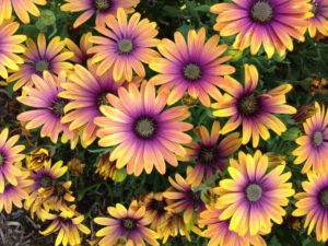 Osteospermum Zion Purple Sun (Selecta One)