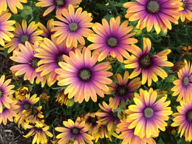 Osteospermum Zion Purple Sun (Selecta One)