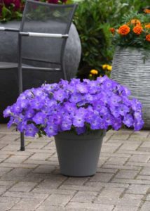 Petunia Easy Wave Lavender Sky Blue (Wave)