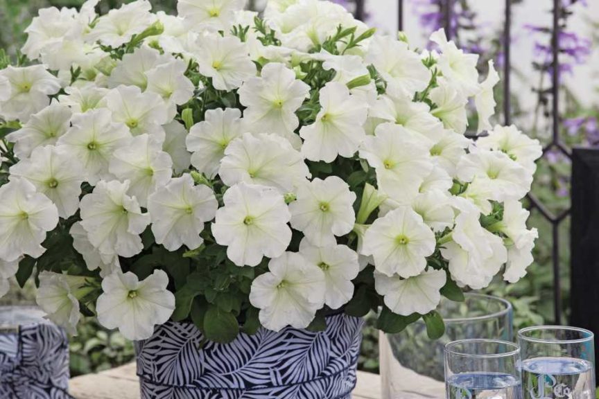 Petunia Trilogy Lime (American Takii)