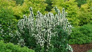 How You Can Avoid Plant Shortage Problems in 2021