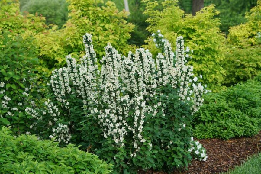 Philadelphus Illuminati Tiny Tower (Proven Winners Color Choice/Spring Meadow Nursery)