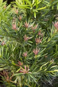 Podocarpus Mood Ring (Southern Living Plant Collection)