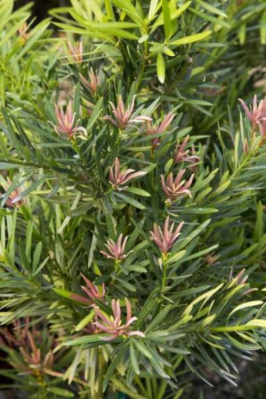 Podocarpus Mood Ring (Southern Living Plant Collection)