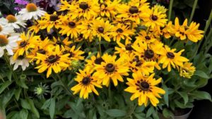 Growing Tips for a New Rudbeckia Variety