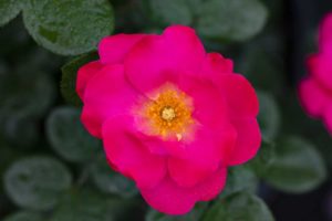 Rosa Pink Brick House (Star Roses and Plants)