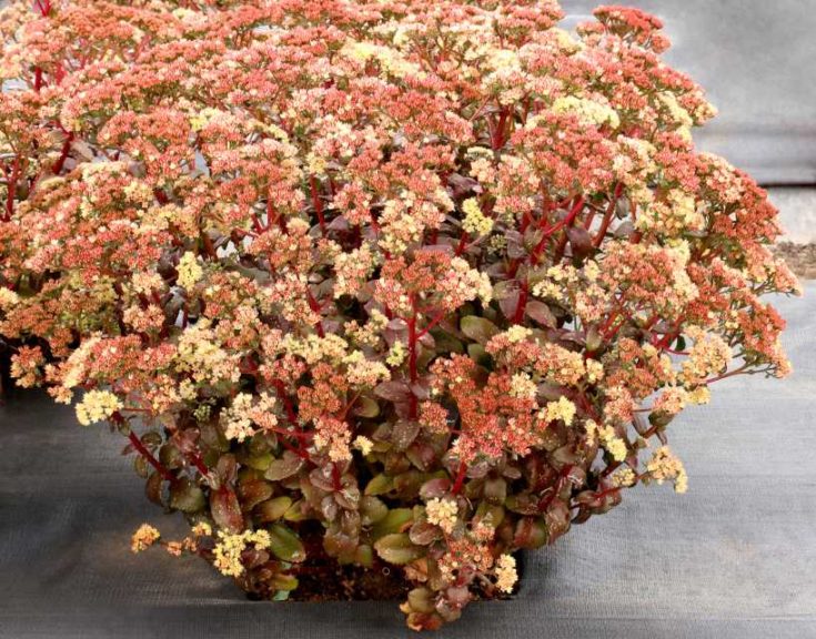 Sedum Peach Pearls (Terra Nova Nurseries)