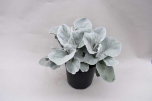 Senecio Angel Wings (Kientzler)