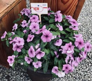 Vinca Solar Avalanche Blueberry (Hem Genetics)